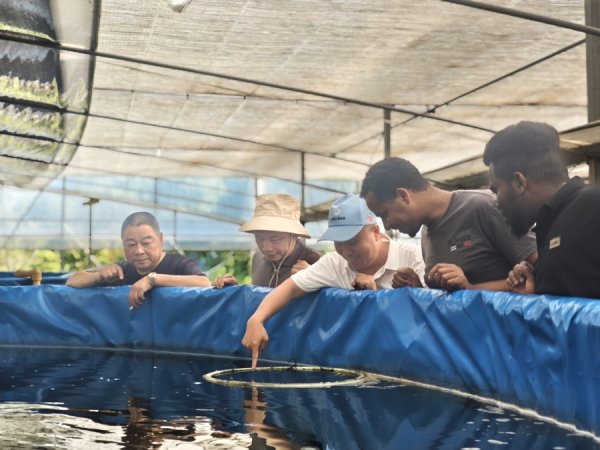 天牛宝 鳗苗迎罕见“大年”！这支“教授博士服务团”点评：崇明太适合养鳗鲡了！